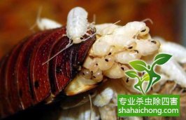 深圳滅蟑螂除四害公司專業滅蟑螂、徹底滅絕-怎么樣滅除蟑螂的方法